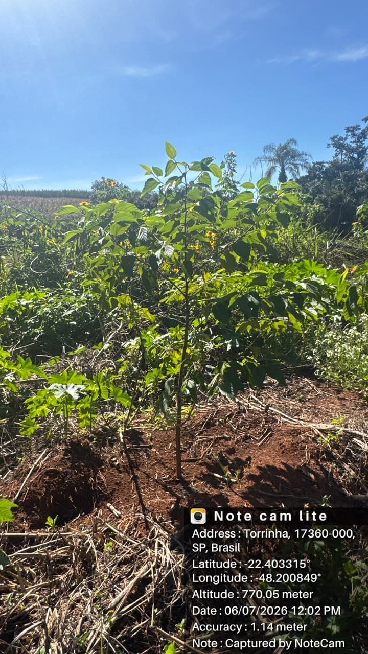 Muda nativa em desenvolvimento na APP em recuperação da Polizel Florestal
