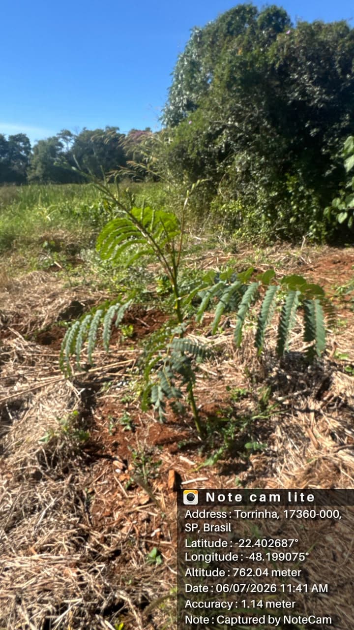 Muda de espécie nativa plantada para recompor a vegetação da APP