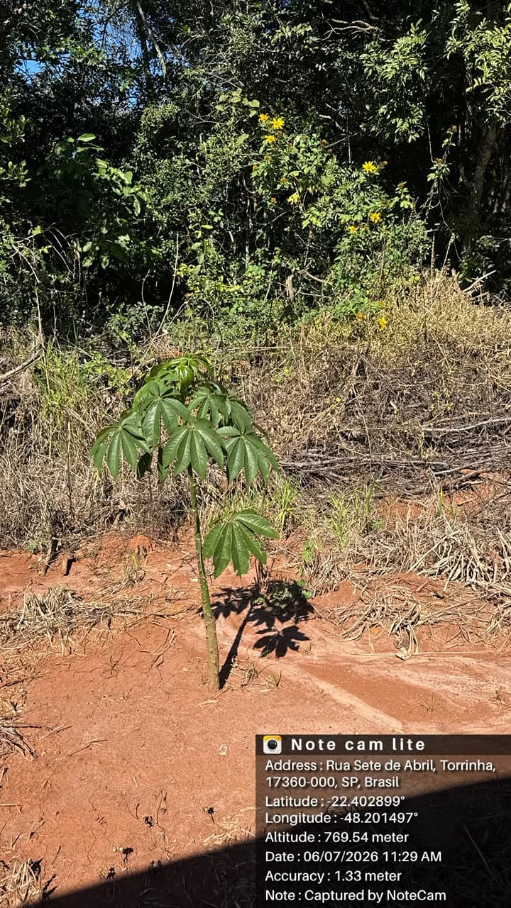 Muda nativa em crescimento na área de recuperação em Torrinha/SP