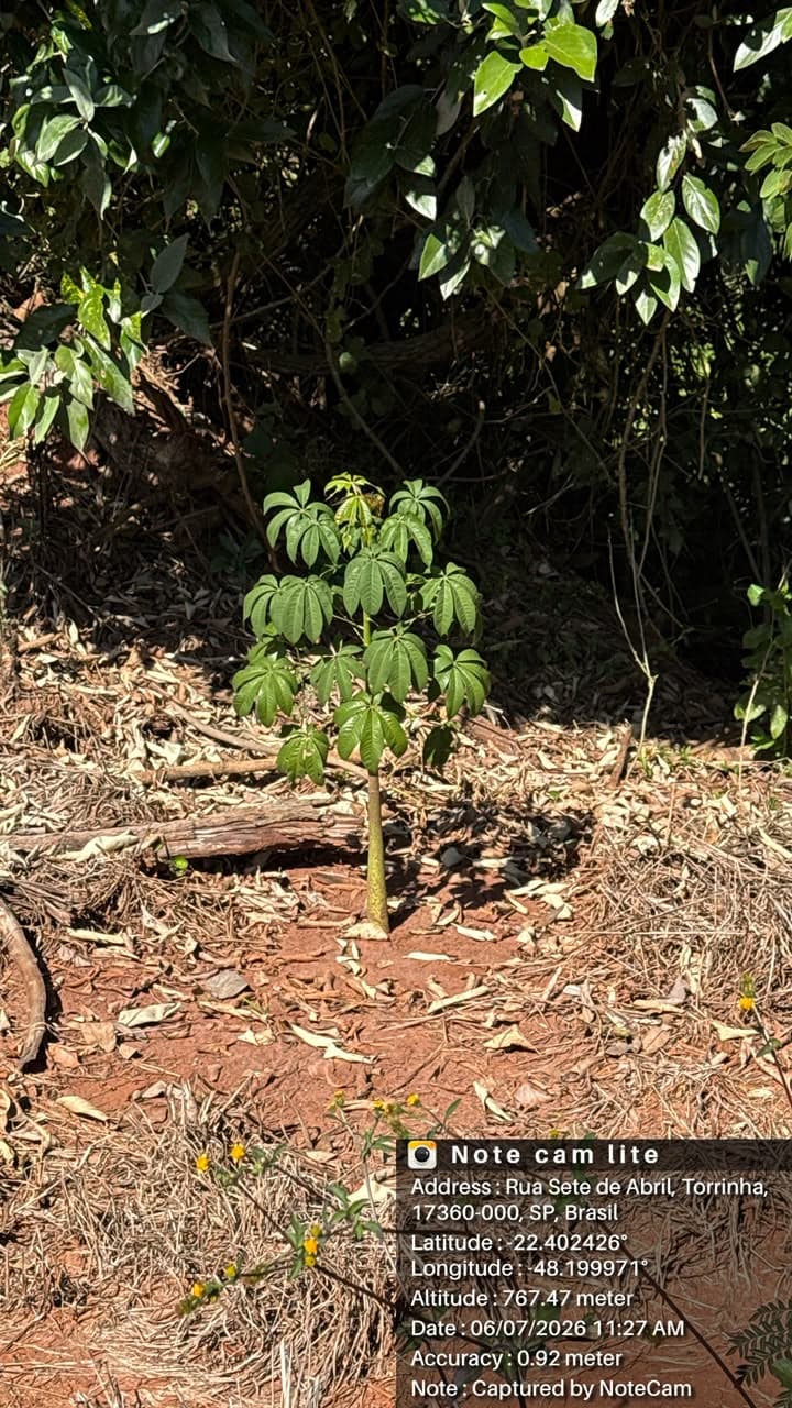 Muda nativa plantada junto à mata na área de recuperação de APP