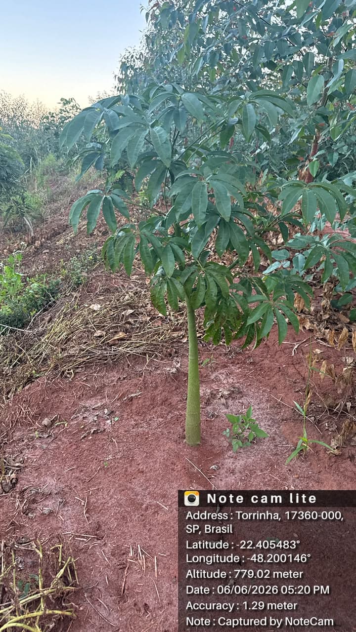 Muda nativa em desenvolvimento ao lado do plantio de eucalipto