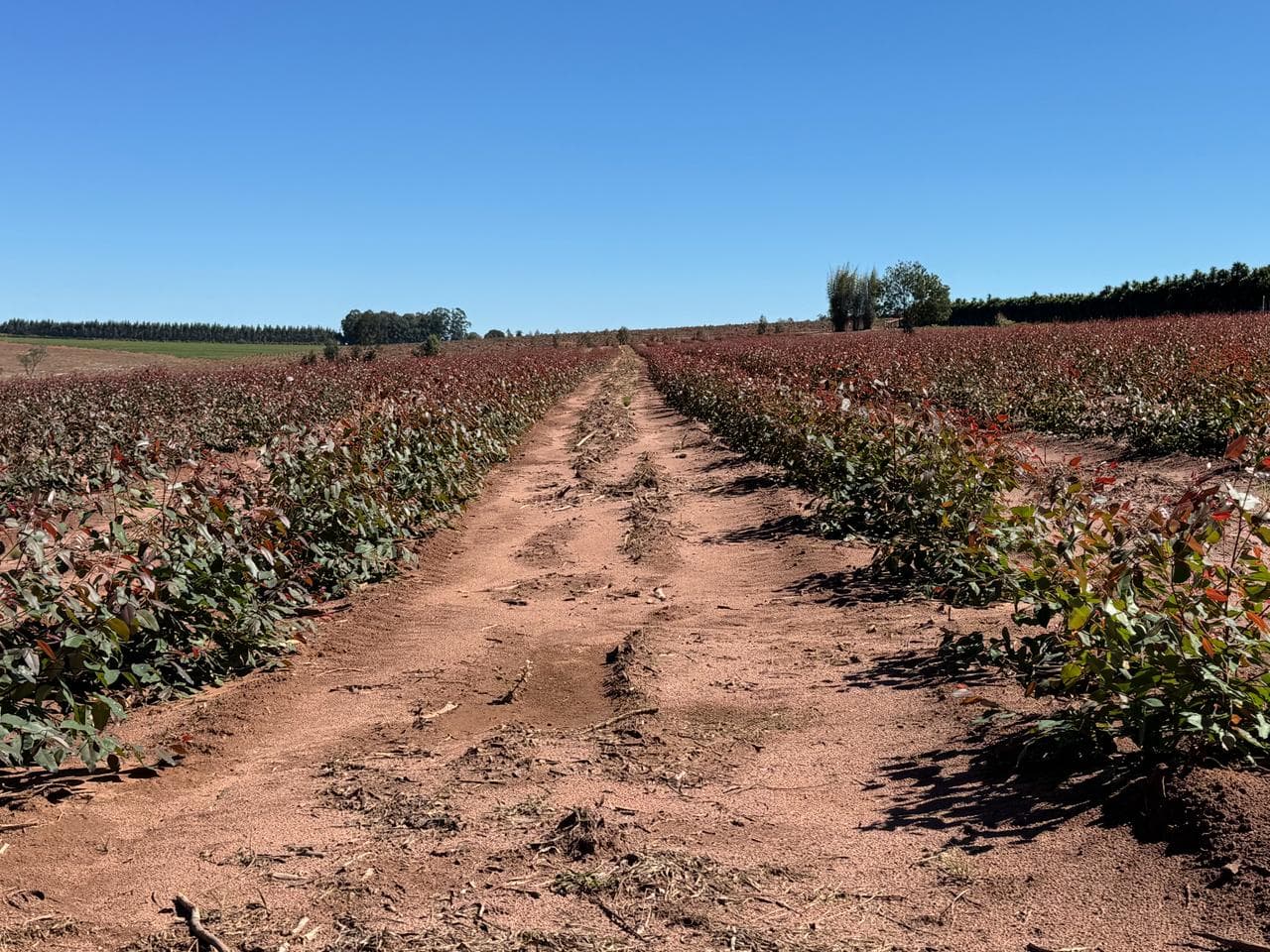 Mudas de eucalipto em desenvolvimento nas linhas de plantio