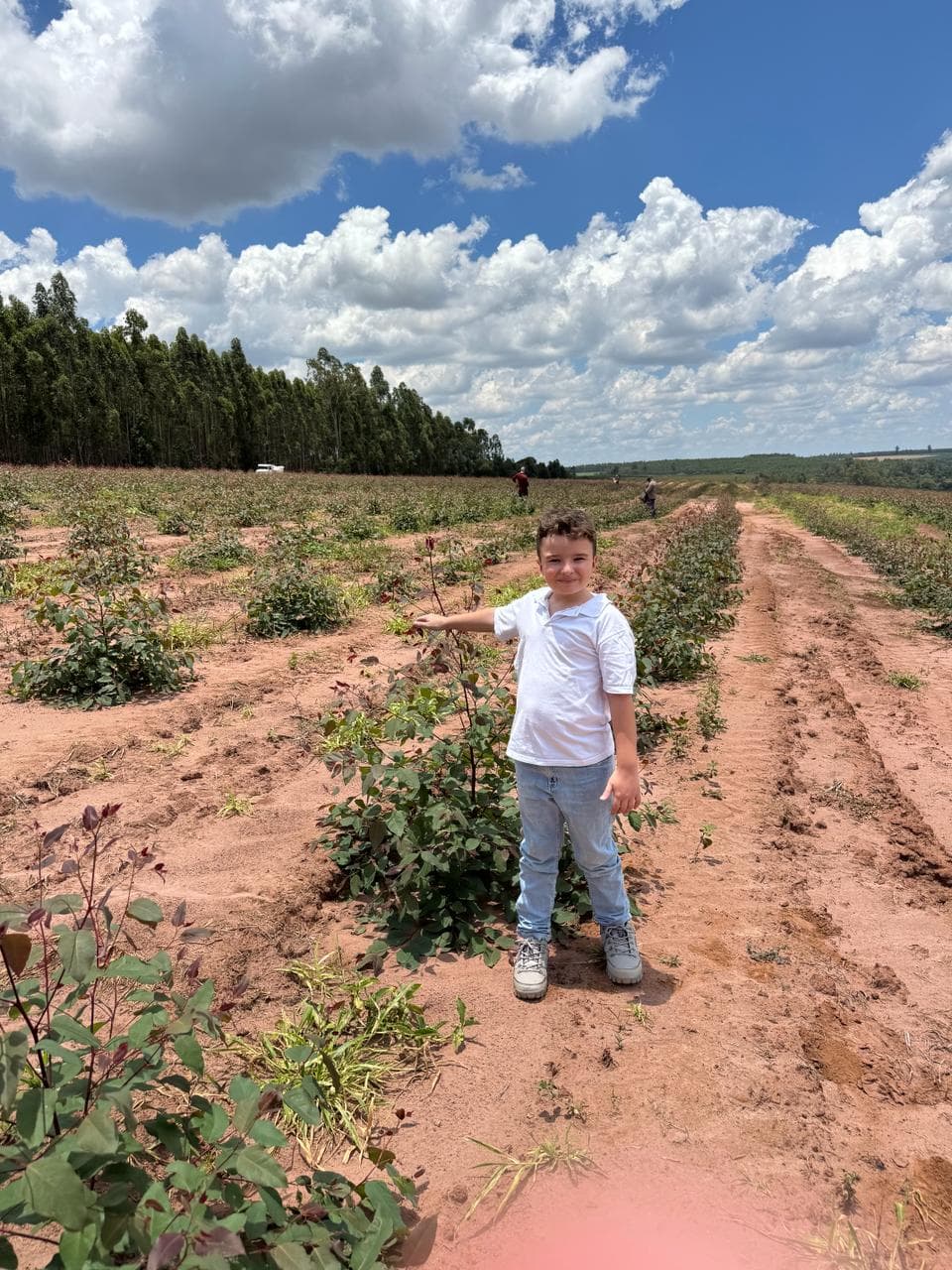 Área de plantio de eucalipto da Polizel Florestal