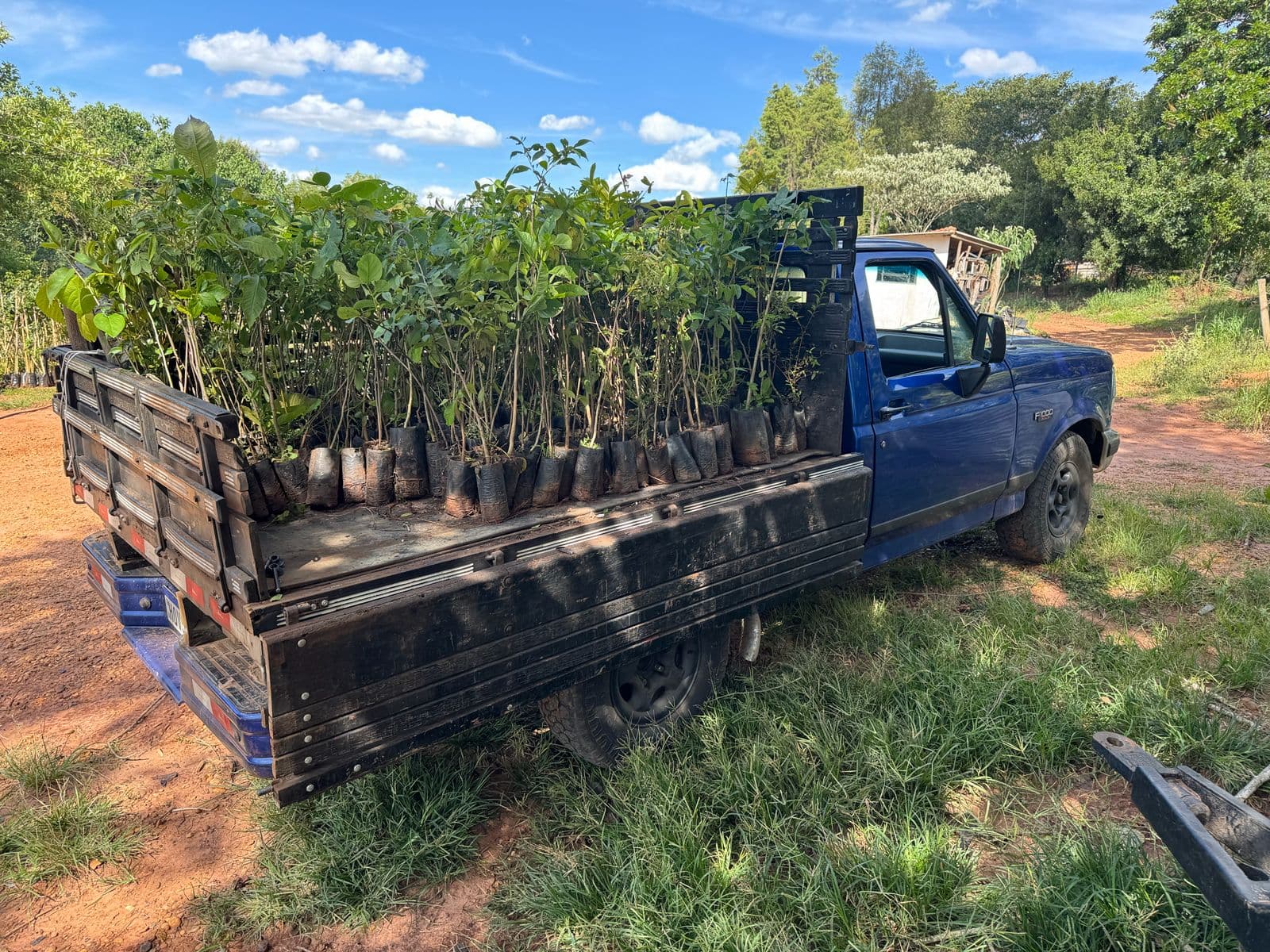 Mudas nativas para a recuperação de APP em área da Polizel Florestal