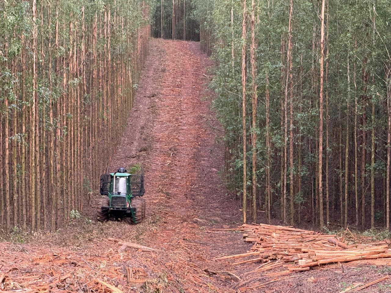 Colheita de eucalipto em floresta plantada da Polizel Florestal